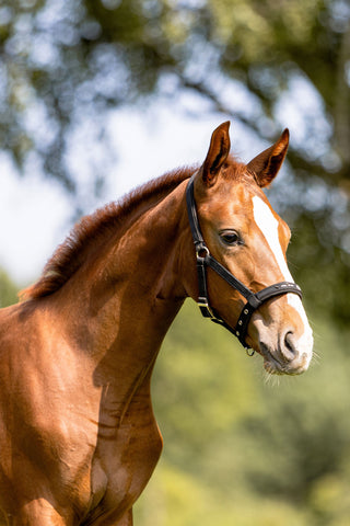 Eskadron Fohlenhalfter Schwarz