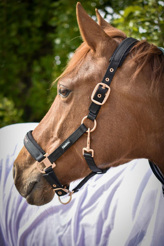 Kantar Svensk Ridsport