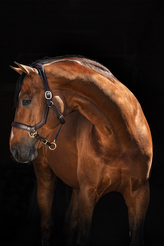 Rambo Micklem Grimma Brun