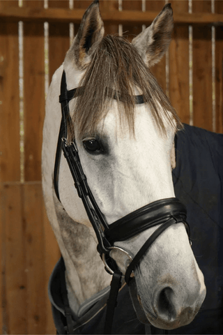 Dyón Dressyrträns Large Kombinerad Nosgrimma Working