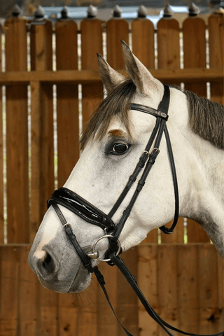 Dyón Dressyrträns Large Lack Kombinerad Nosgrimma Working