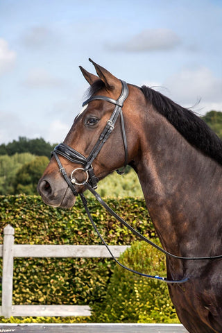 Dyón Dressyrträns New English