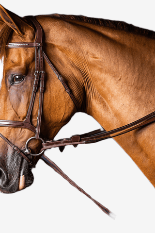 Dyón Graman New English Collection