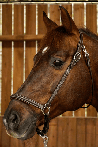 Dyón Grooming-Grimma Läder Working