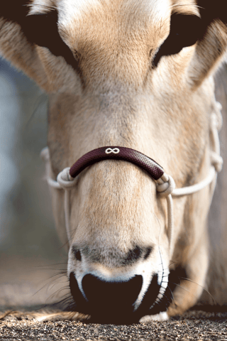 Dyón La Cence Repgrimma