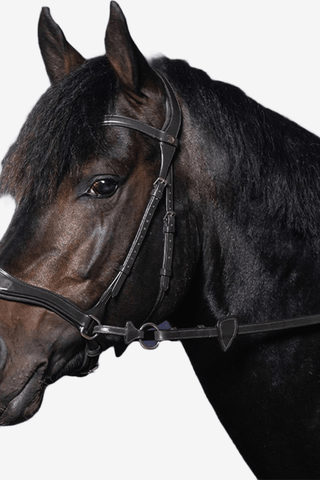 Dyón Träns D-Motion New English