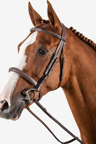 Dyón Träns Hunter Engelsk