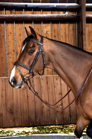 Dyón Träns Kombinerad Nosgrimma Working Collection