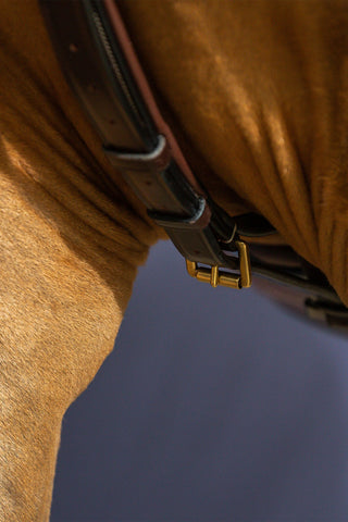 Pasek na szyję do martingalu Dyón Collection brązowy