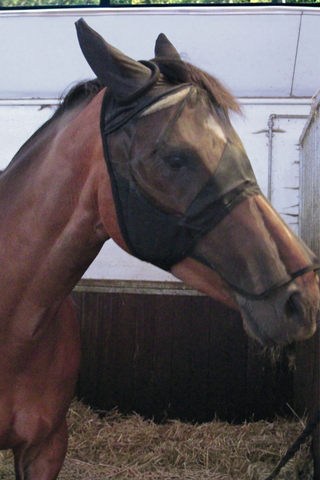 Horse Guard Flughuva Med Mulskydd