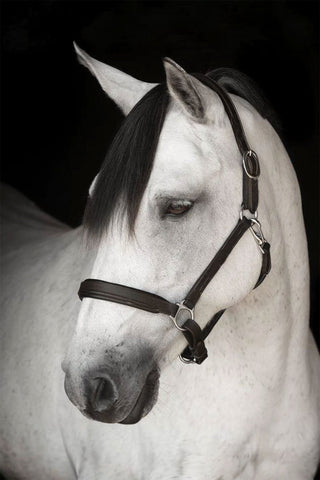 Czarny kantar skórzany