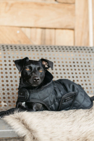 Original Hundtäcke 160g