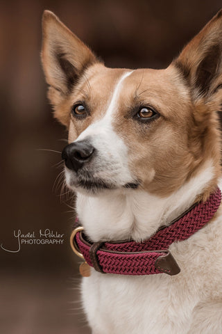 Pleciona nylonowa obroża