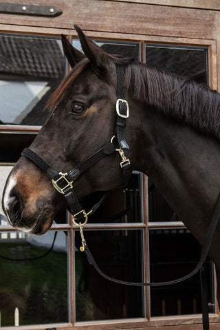 Geflochtenes Lederführstrick Hellblau