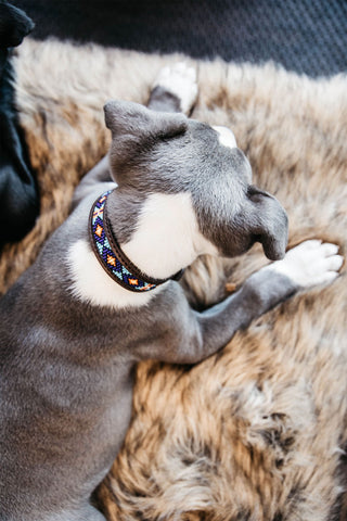 Obroża dla psa z perłami