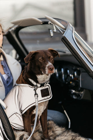 Odblaskowa Obroża dla Psa