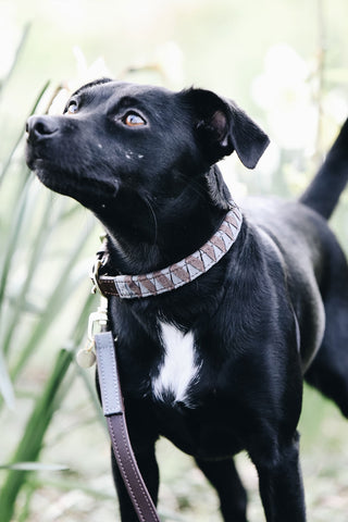 Obroża dla psa Triangle