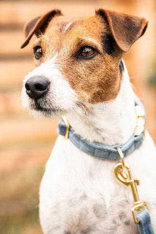 Aksamitna Obroża dla Psa