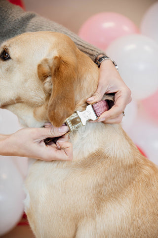 Wełniana Obroża dla Psa