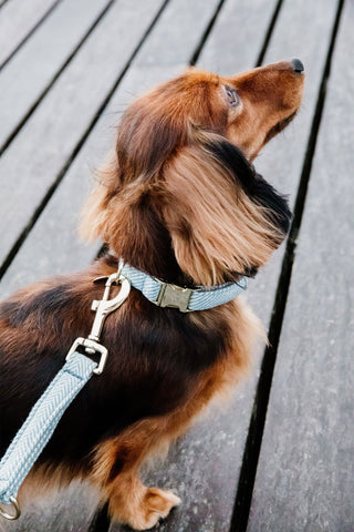 Wełniana Obroża dla Psa