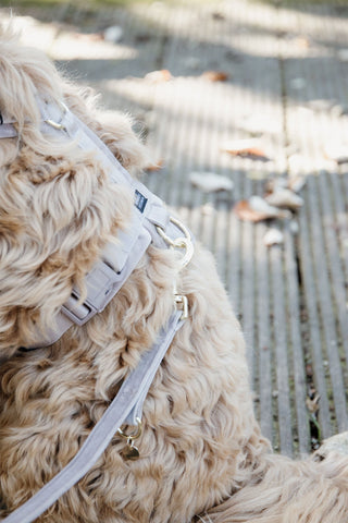 Aksamitna smycz dla psa