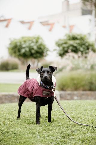 Original Hundedækken 160g