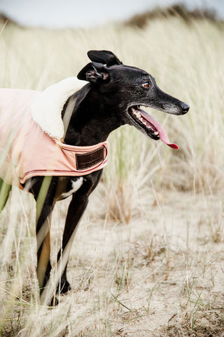 Vattentätt Hundtäcke