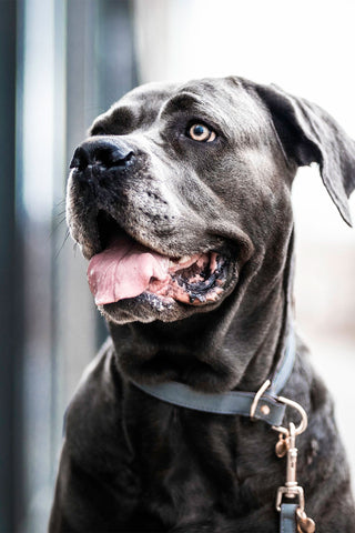 Obroża Loop dla psa