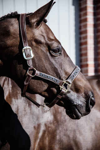 Licol en cuir Pearls
