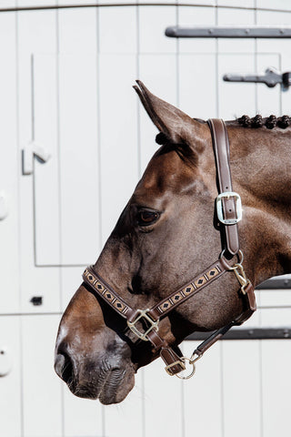 Licol en cuir Pearls