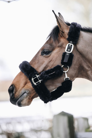 Licol en Peau de Mouton Noir