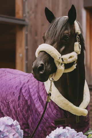 Showdeken 160g paars