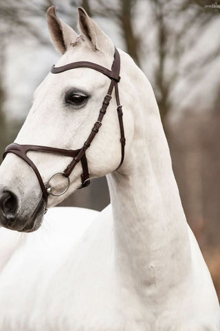 Knights Träns Arthur