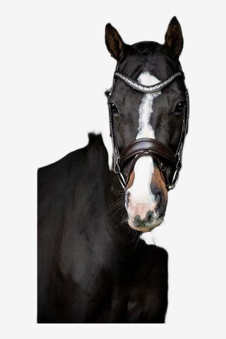 SD Design Danciero Träns