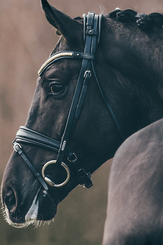 Utzon Equestrian Träns London